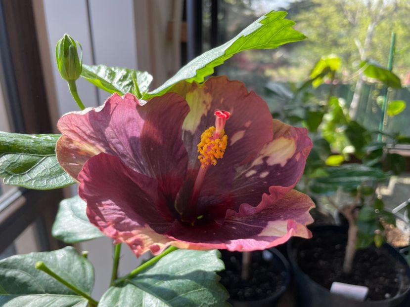  - Luv -Posog- Memories