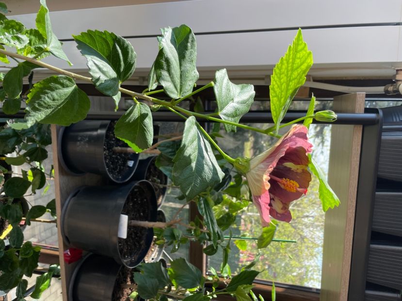  - Luv -Posog- Memories