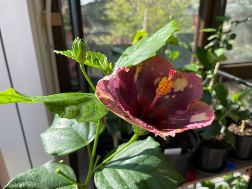  - Luv -Posog- Memories