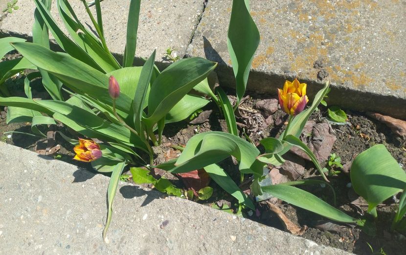  - Florile mele