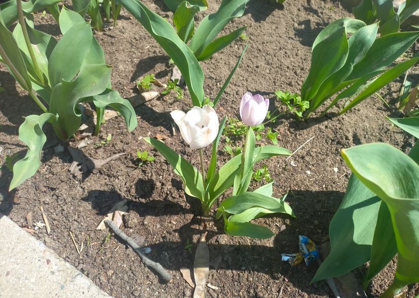  - Florile mele