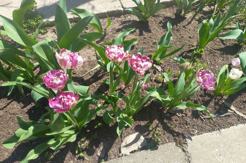  - Florile mele
