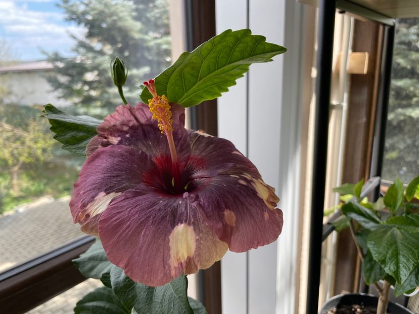  - Luv -Posog- Memories