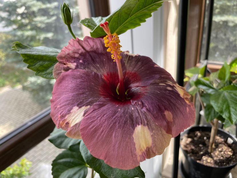  - Luv -Posog- Memories