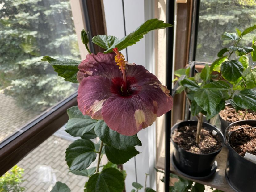  - 0006 - Hibiscusi 2025 - 1