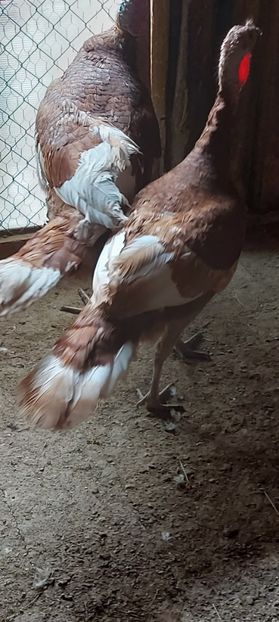 Screenshot_20250412_145824_Gallery - Curci red bourbon!