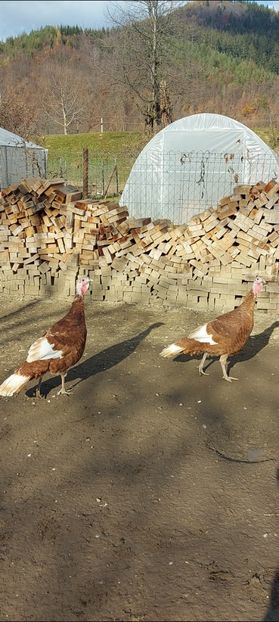 Screenshot_20250412_170214_Gallery - Curci red bourbon!