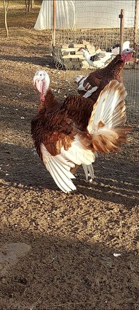 Screenshot_20250412_170048_Gallery - Curci red bourbon!