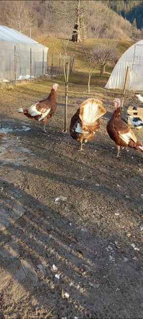 Screenshot_20250412_170035_Gallery - Curci red bourbon!