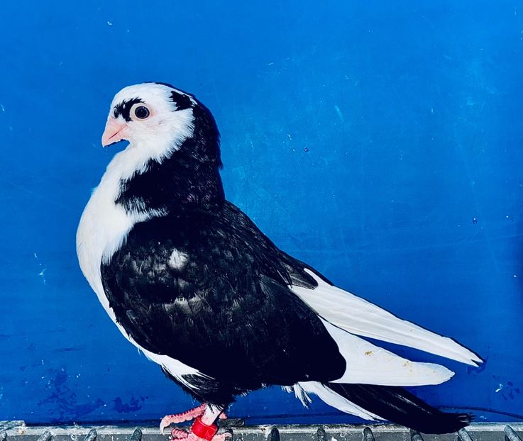 5068  Femelă  2025_1 - tineret 2025