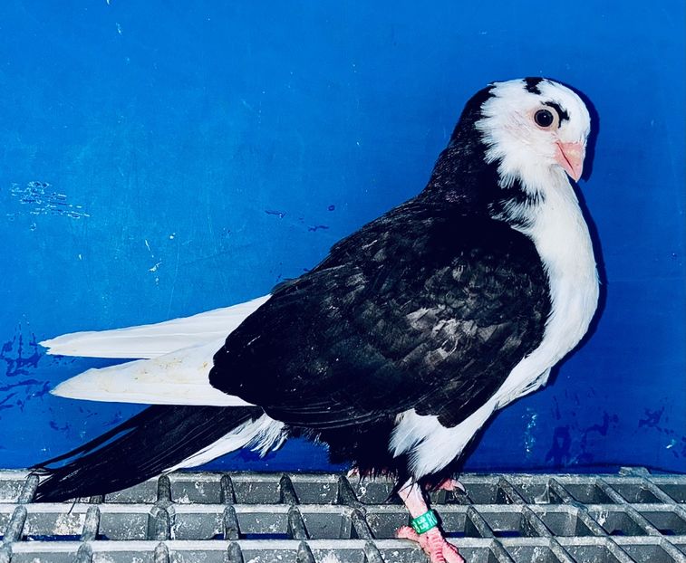 5068  Femelă  2025_2 - tineret 2025