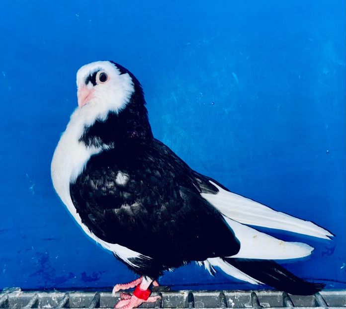 5068  Femelă  2025_3 - tineret 2025