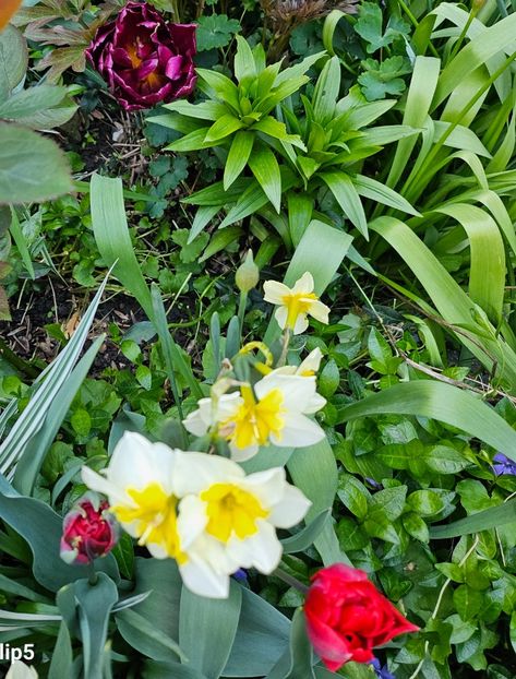  - Narcise 2019 2022 25