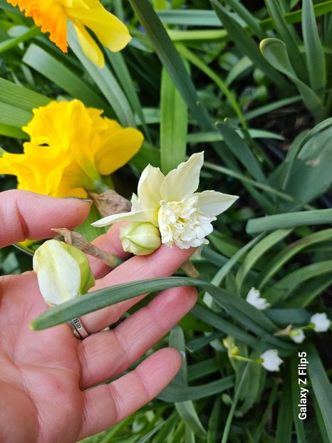  - Narcise 2019 2022 25