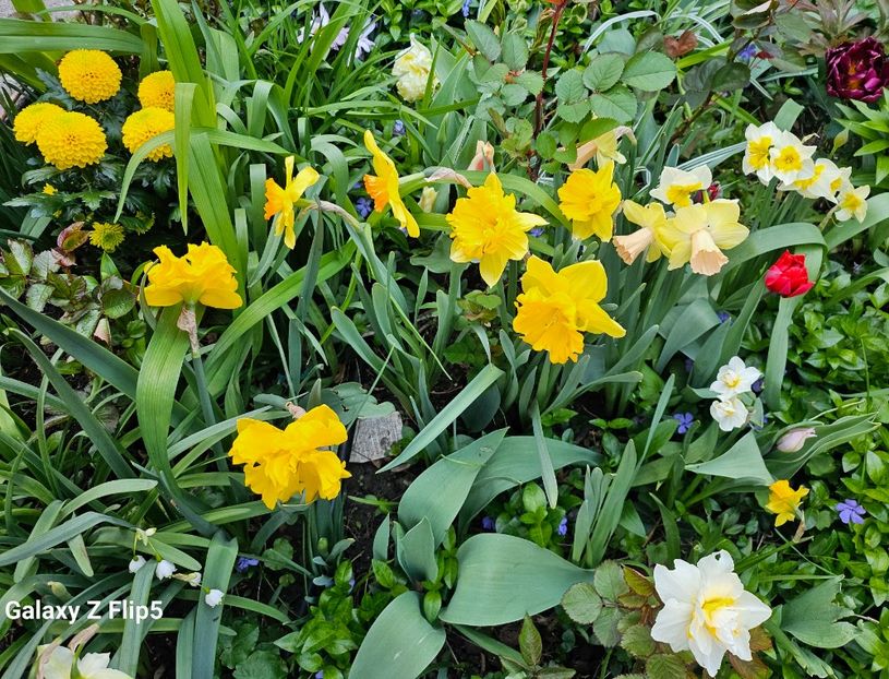  - Narcise 2019 2022 25