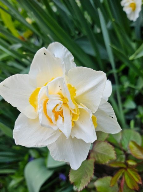  - Narcise 2019 2022 25