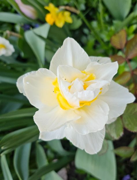  - Narcise 2019 2022 25