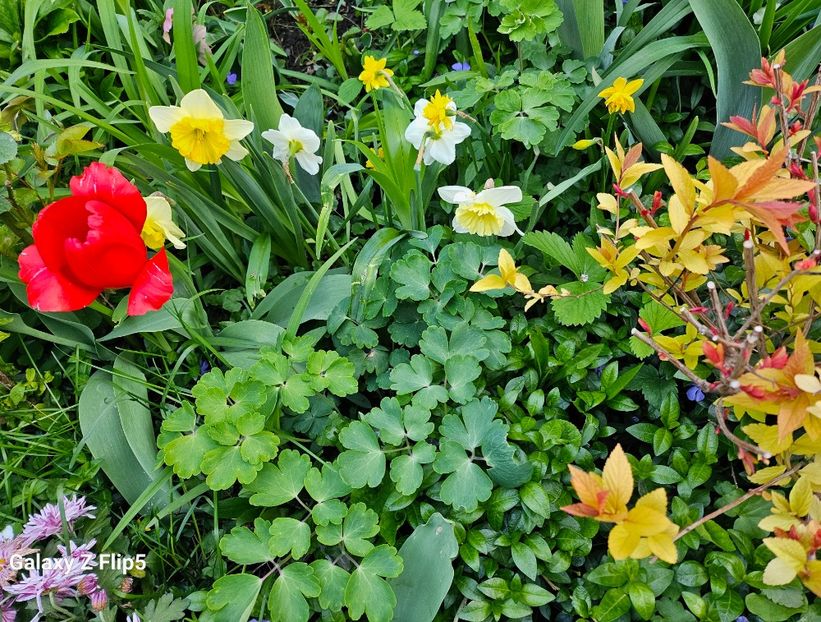  - Narcise 2019 2022 25