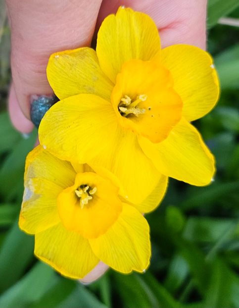  - Narcise 2019 2022 25