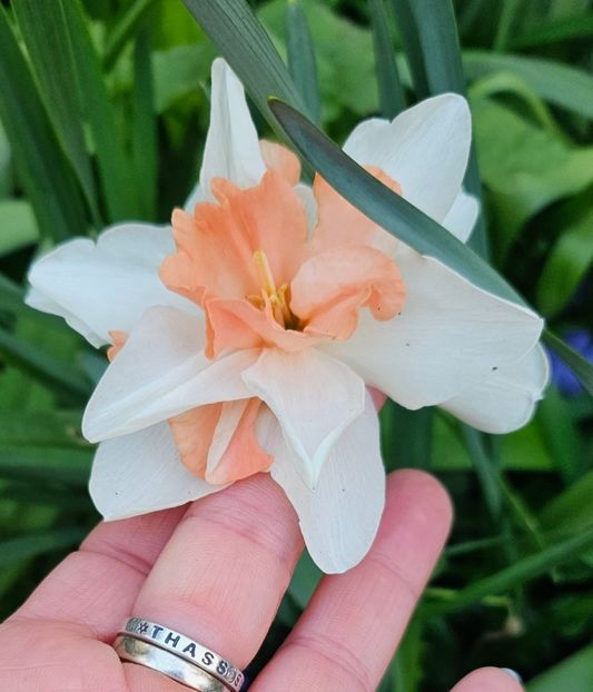  - Narcise 2019 2022 25