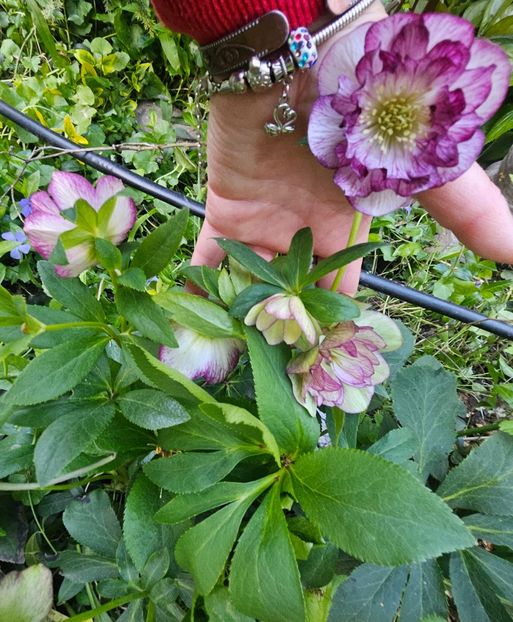  - Helleborus 2025