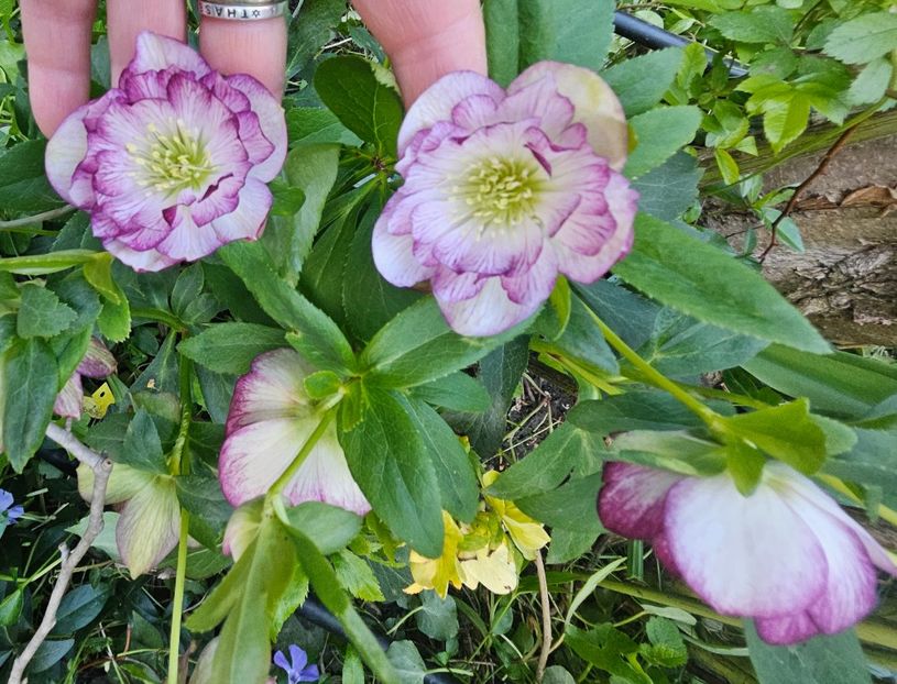  - Helleborus 2025