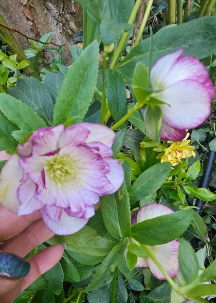  - Helleborus 2025