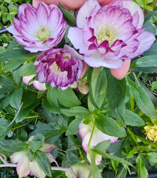  - Helleborus 2025