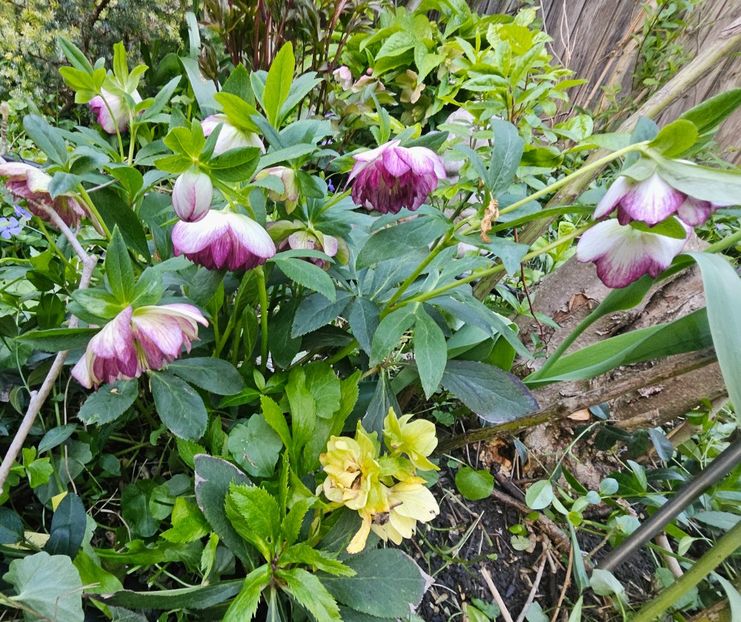  - Helleborus 2025