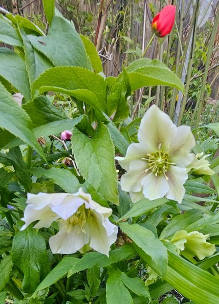  - Helleborus 2025