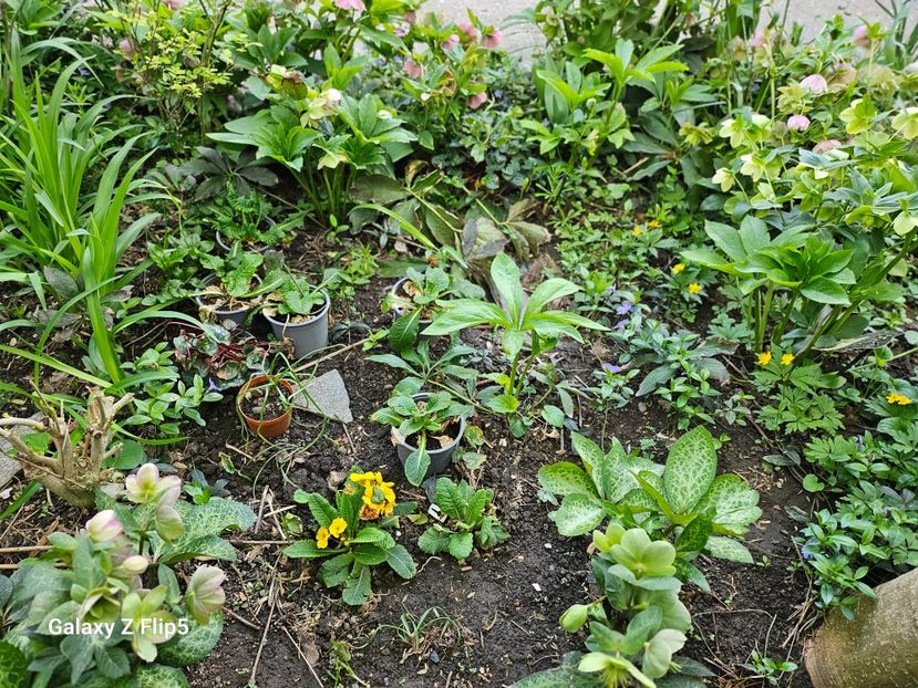  - Helleborus 2025