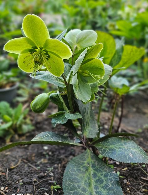  - Helleborus 2025