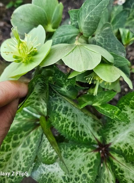  - Helleborus 2025