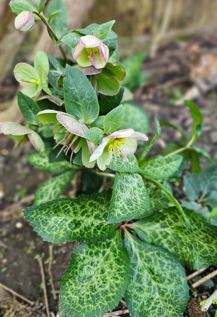  - Helleborus 2025
