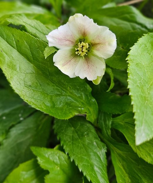  - Helleborus 2025