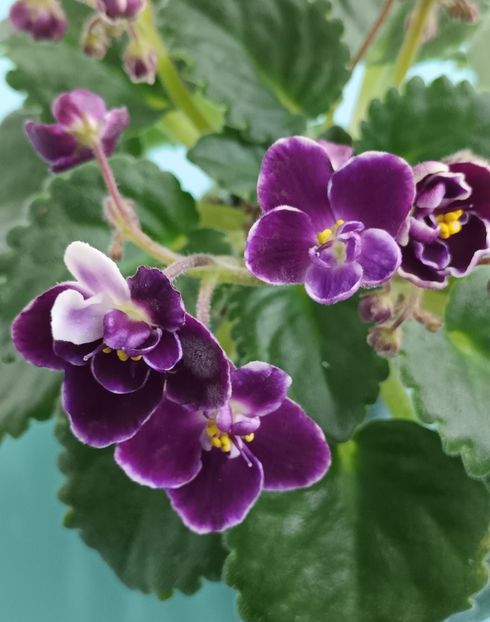  - Mac s Glacial Grape