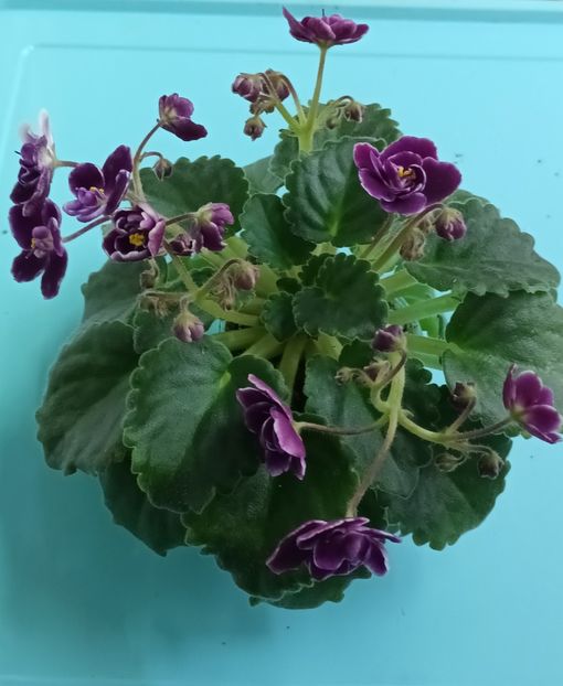  - Mac s Glacial Grape