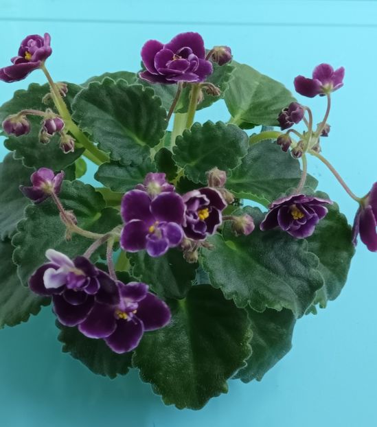  - Mac s Glacial Grape