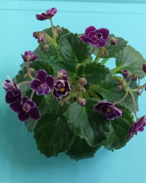  - Mac s Glacial Grape