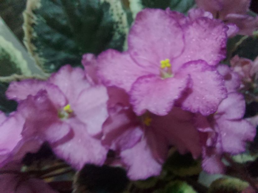  - Violeta Buckeye Cherry Topping