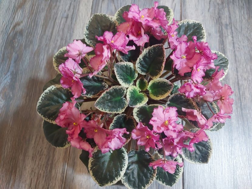  - Violeta Buckeye Cherry Topping