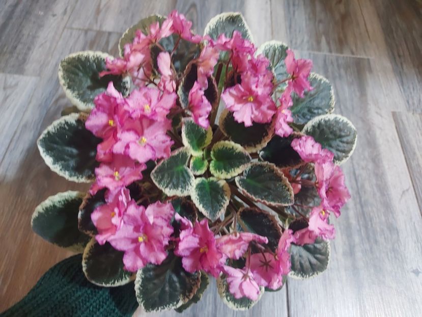  - Violeta Buckeye Cherry Topping