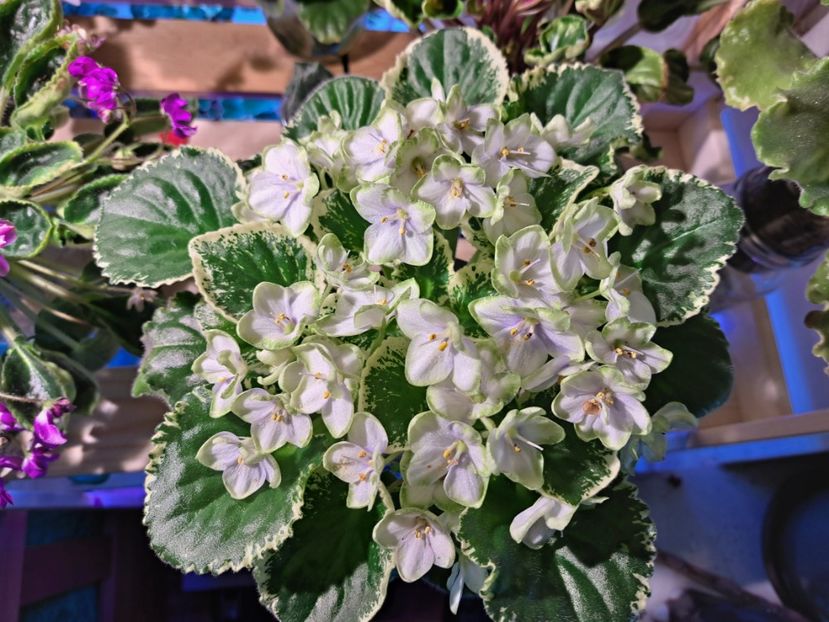  - Violeta Frozen in time