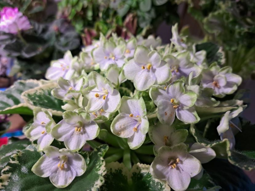  - Violeta Frozen in time