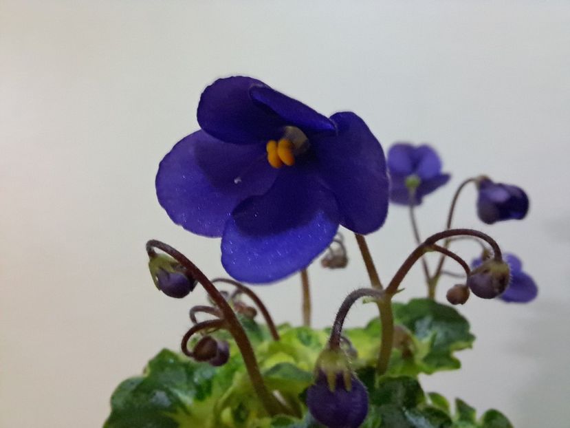  - Violeta Painted Silk