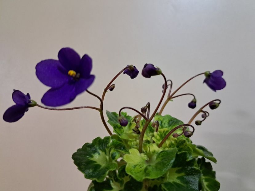  - Violeta Painted Silk