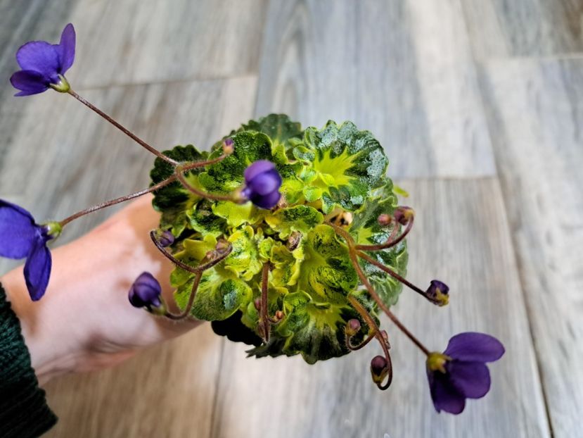  - Violeta Painted Silk