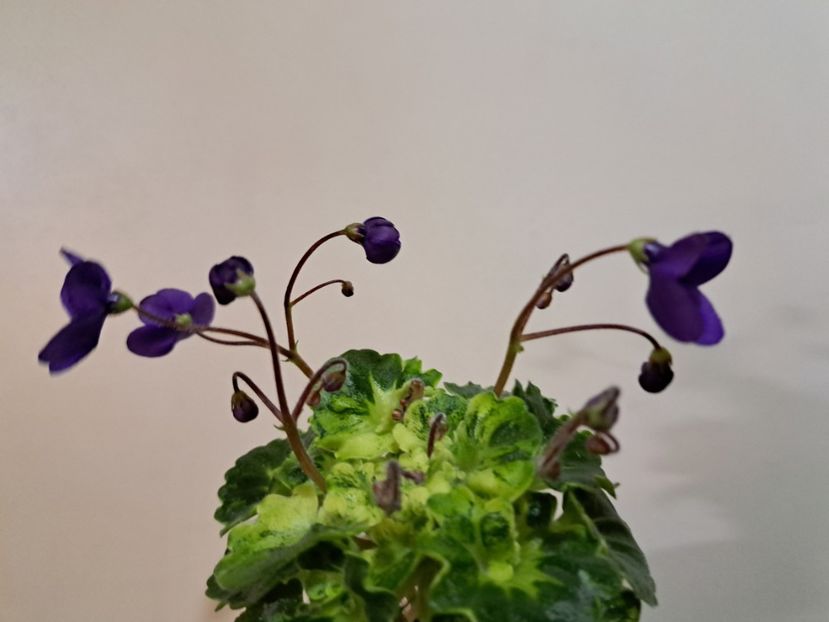  - Violeta Painted Silk