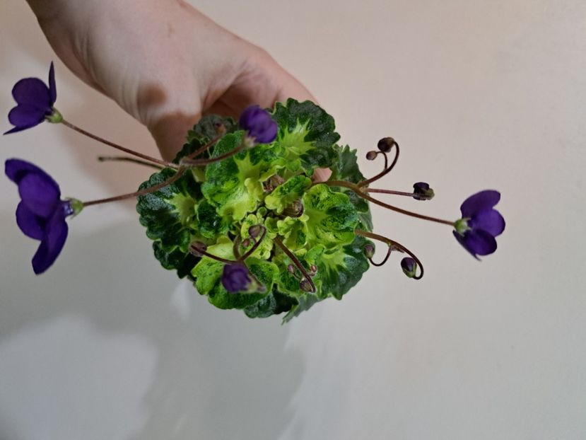  - Violeta Painted Silk