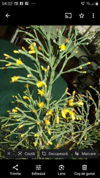 Screenshot_20250331-043212_Photos - RHIPSALIDOPSIS -Hatiora -Schlumbergera